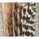 Pencilled Palm Pencilled Palm